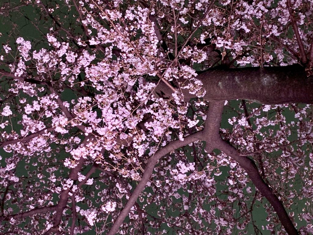 夜桜を満喫しに千鳥ヶ淵に行ってきました Praying For Time