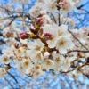 桜咲き、次の元号が発表された。良いものですね。この季節、新しい時代…