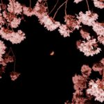 夜桜の向こうに浮かぶ、月を撮ってみたのだけれども…