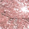 満開の桜をP900で撮る。あの機能を使って、ソメイヨシノをピンク色に染めるのだ…