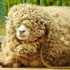 羊の毛刈り実演を、初めて見学したのだ…（上）