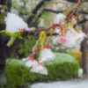 この頃合の降雪は、さて10年ぶりくらいだろうか？桜の枝に雪が積もった朝なのだ…