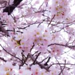 並木道に満開の桜。足下の菜の花も喜ぶ、春爛漫なのだ…