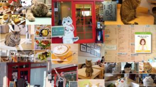 台中で一番の猫カフェ「貓‧旅行咖啡輕食館」の投稿、それをのせた理由は